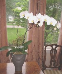 Phalaenopsis